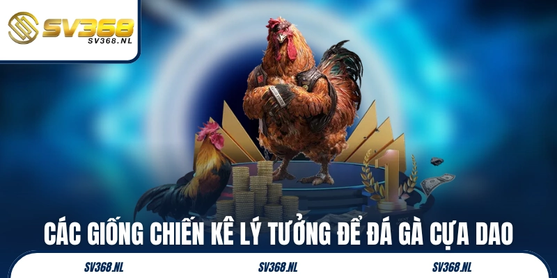 Các giống chiến kê lý tưởng để đá gà cựa dao