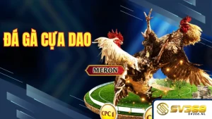 Đá gà cựa sắt