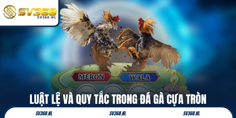 Luật lệ và quy tắc quan trọng trong đá gà cựa tròn