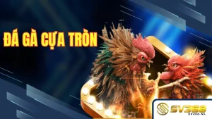 Đá gà cựa tròn