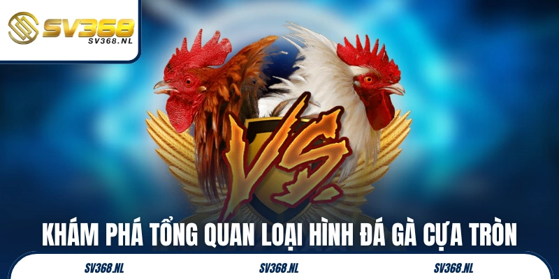 Khám phá tổng quan loại hình đá gà cựa tròn