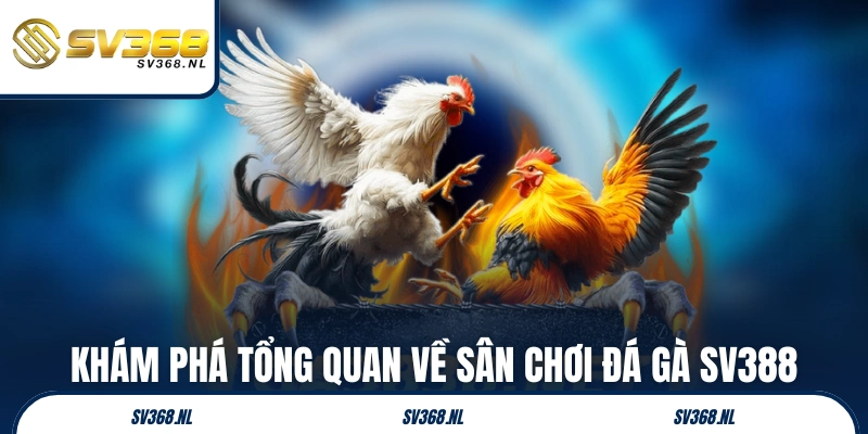 Khám phá tổng quan về sân chơi đá gà SV388