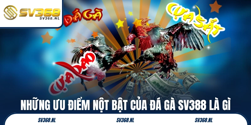 Những ưu điểm nổi bật của đá gà SV388 là gì
