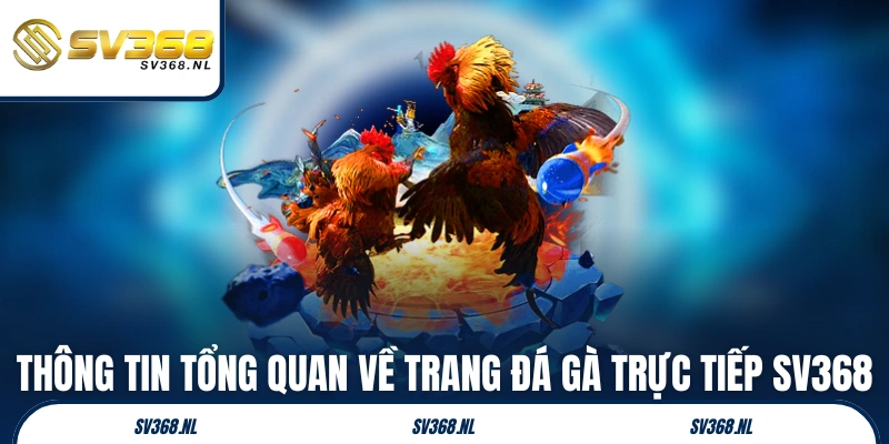 Thông tin tổng quan về trang đá gà trực tiếp SV368